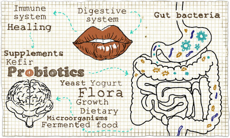 Ten reasons to love probiotics